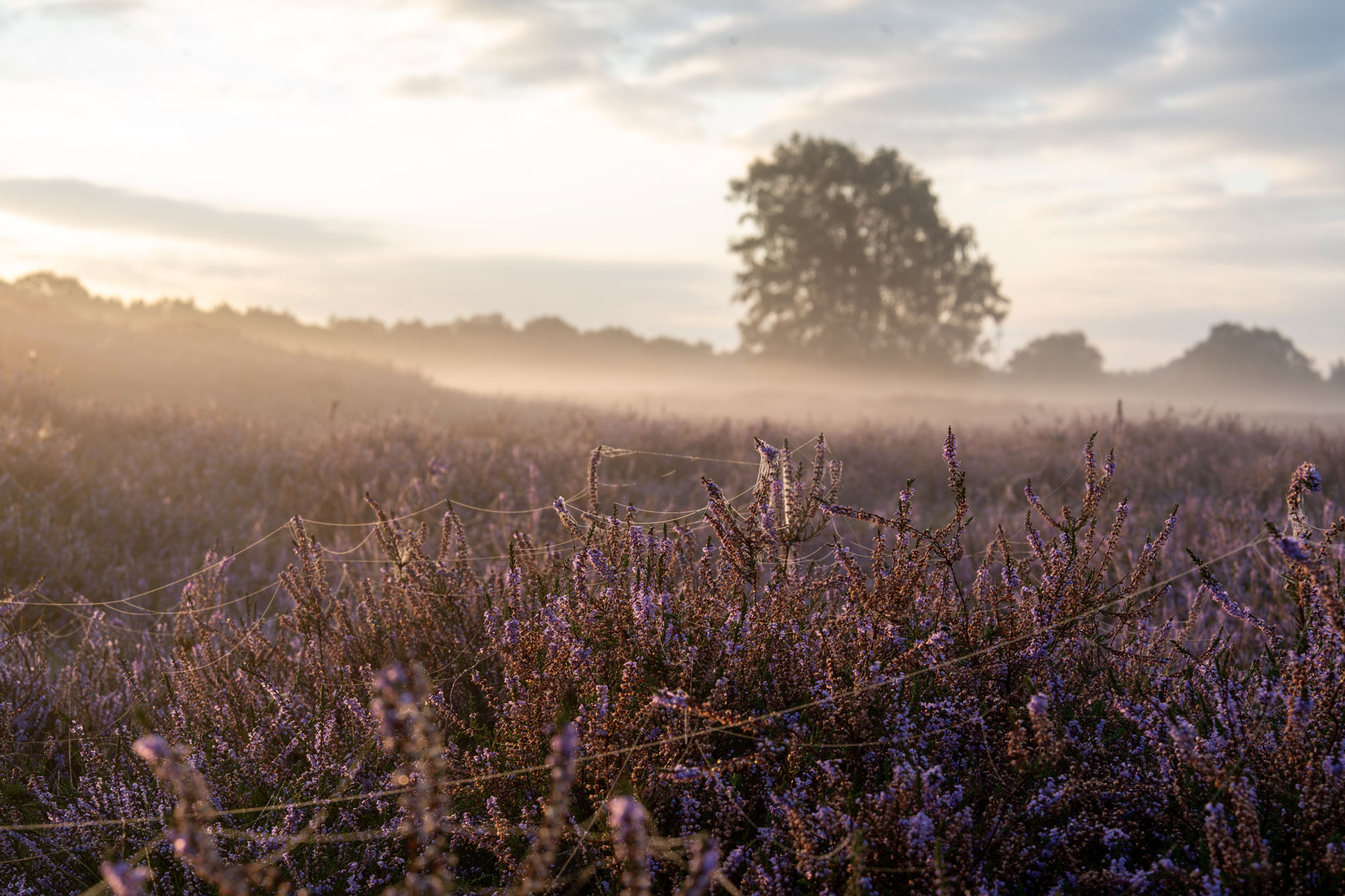 Blühende Heide im Morgenlicht mit Nebel