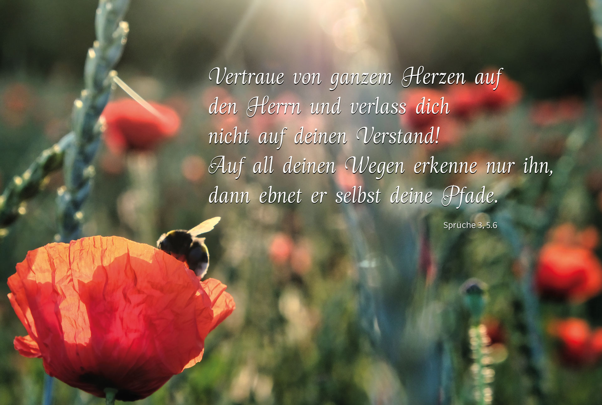 Christliches Wandbild mit roter Mohnblume, Biene im Gegenlicht und Bibelvers aus Sprüche 3,5–6 über Vertrauen auf den Herrn