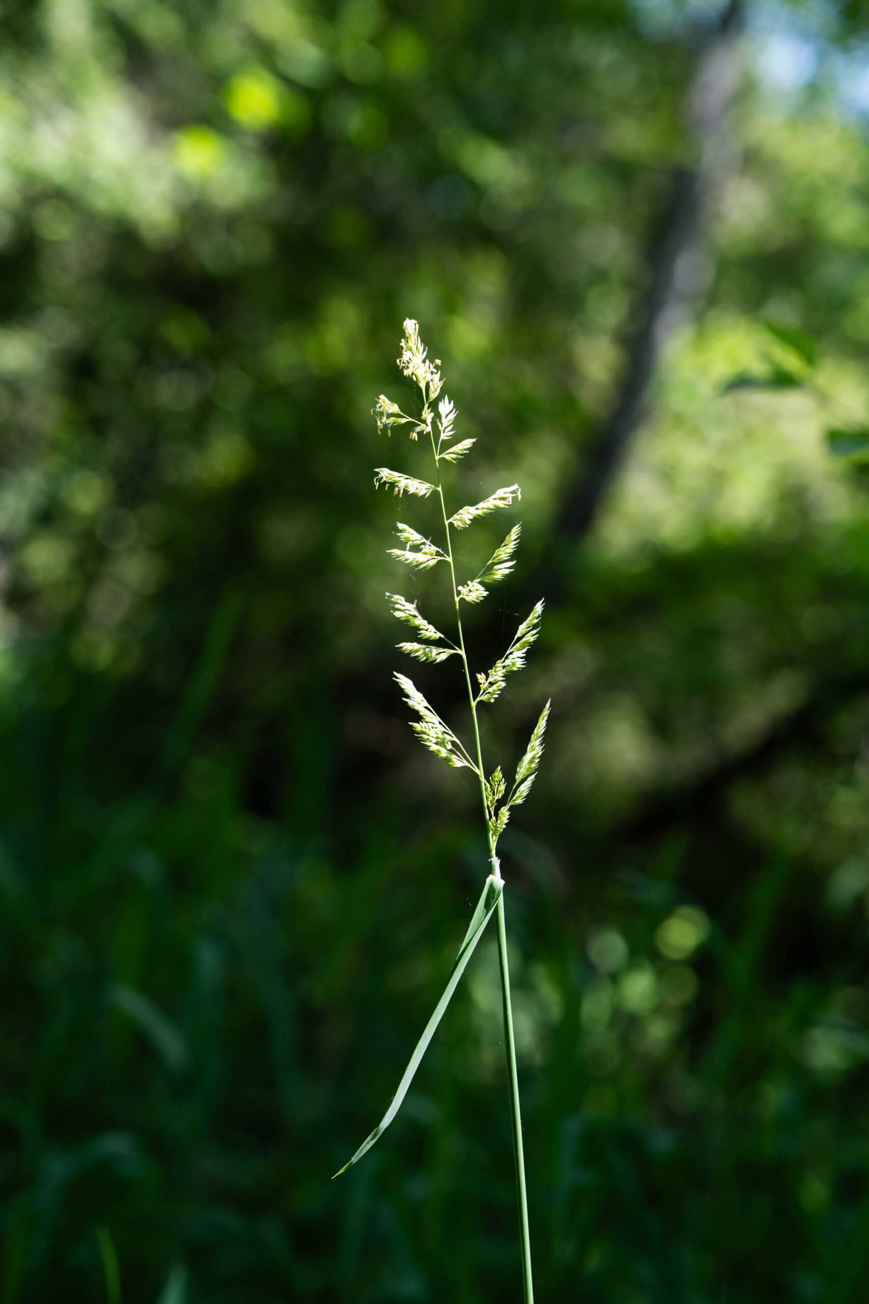 Leuchtender Grashalm im Gegenlicht Ein einzelner Grashalm leuchtet im Gegenlicht vor weichem grünem Hintergrund