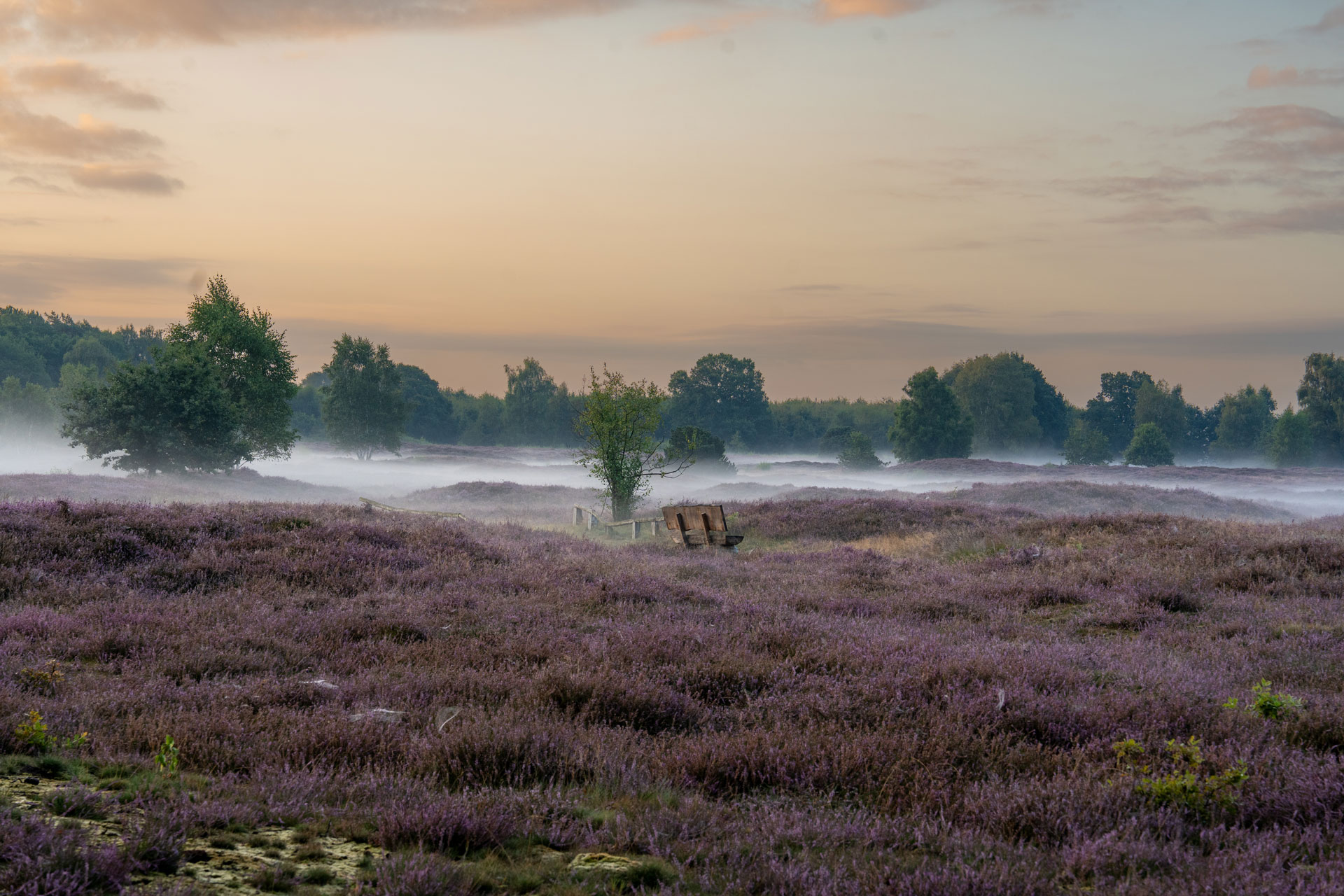 Sonnenaufgang über der Heidelandschaft mit Frühnebel Blühende Heidelandschaft bei Sonnenaufgang mit Frühnebel, Bäumen und einer Holzbank in ruhiger Morgenstimmung