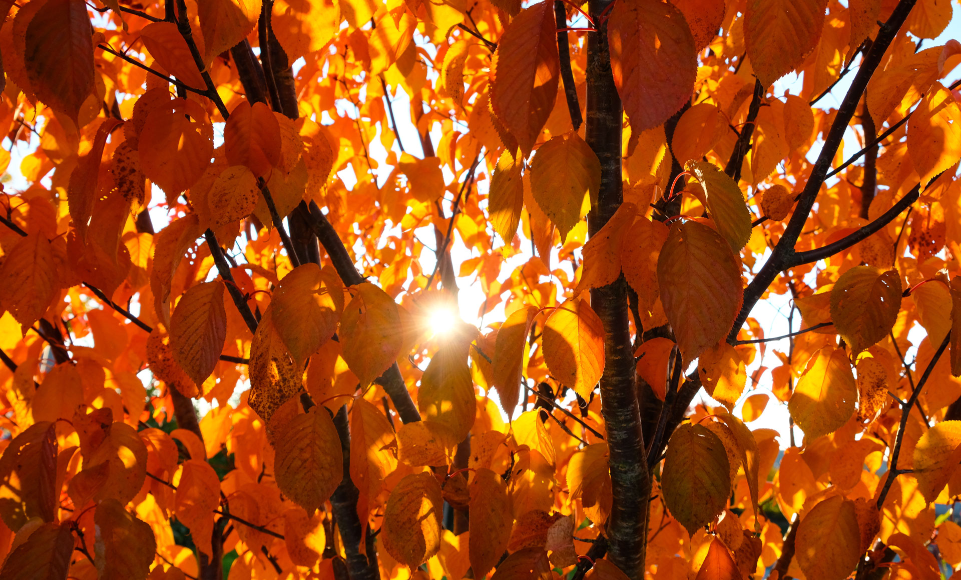 Herbstblätter im Sonnenlicht – leuchtende Naturfotografie in warmen Farben Leuchtend orange Herbstblätter an einem Baum im Gegenlicht mit Sonnenstrahlen zwischen den Blättern