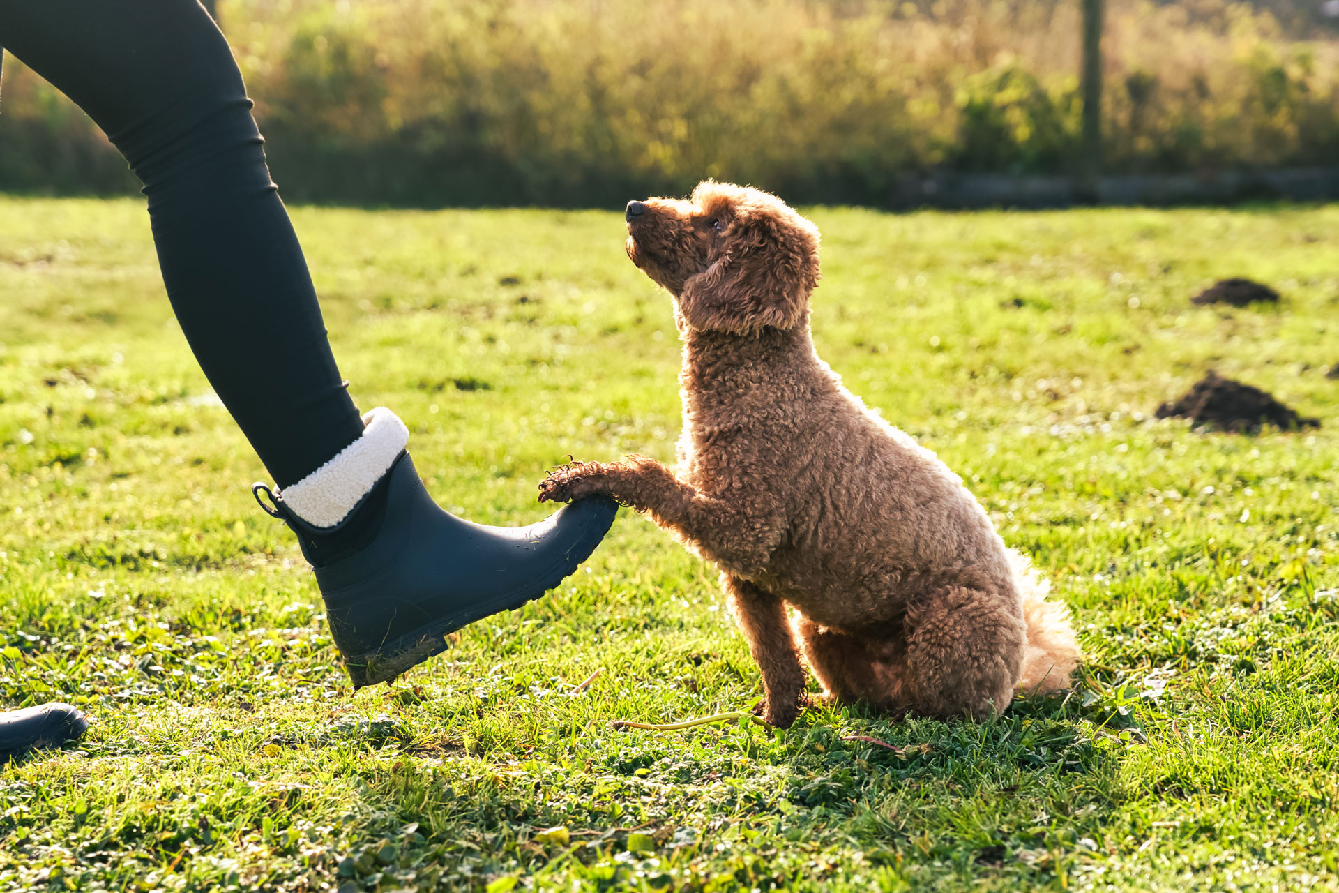 Kleiner brauner Hund gibt einer Person mit Gummistiefel die Pfote auf einer Wiese bei warmem Sonnenlicht