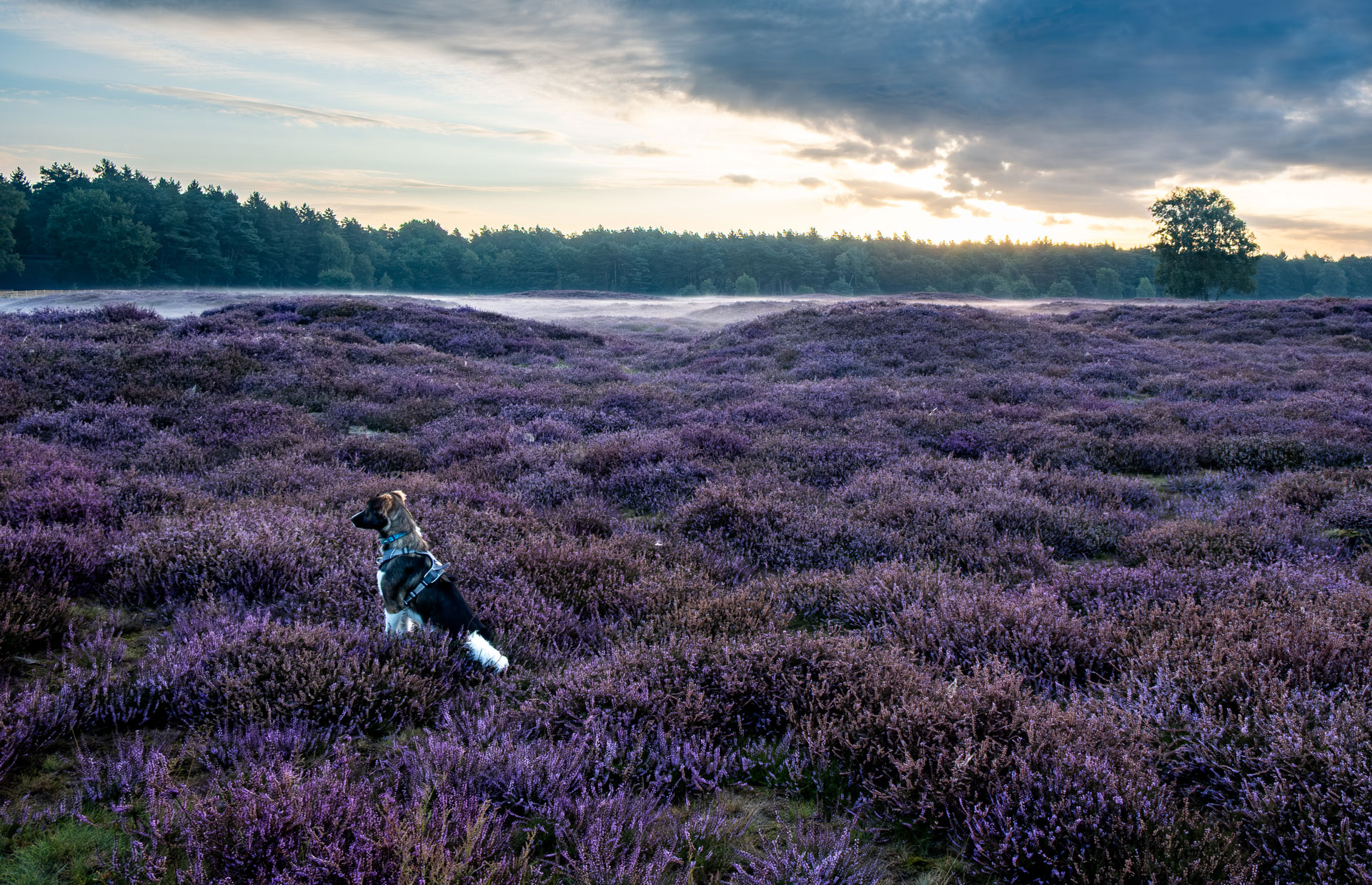 Hund sitzt ruhig inmitten blühender lila Heide im Morgenlicht – stimmungsvolle Tierfotografie in der Natur