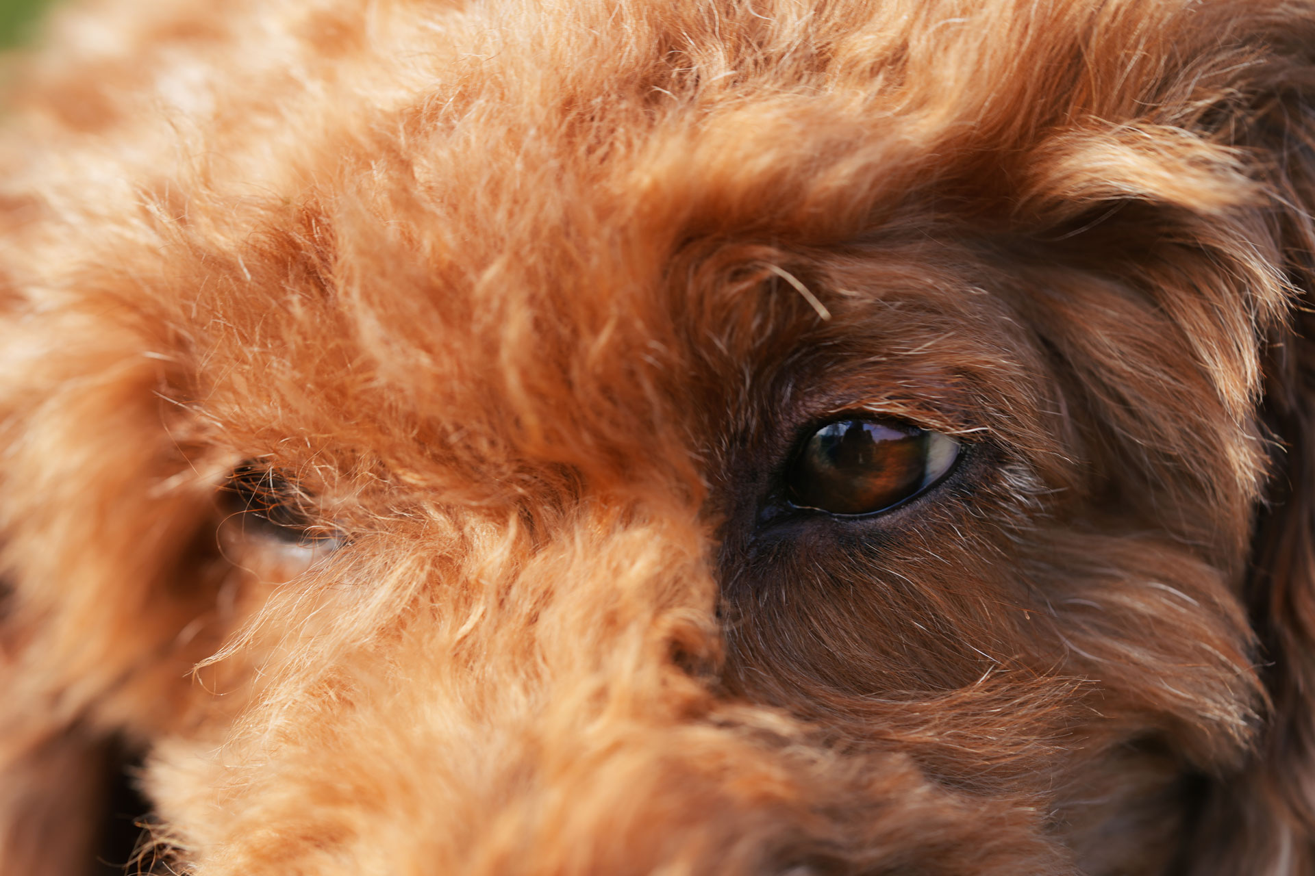 Nahaufnahme eines Hundes mit warmem, lockigem Fell und ausdrucksstarken Augen in natürlichem Licht