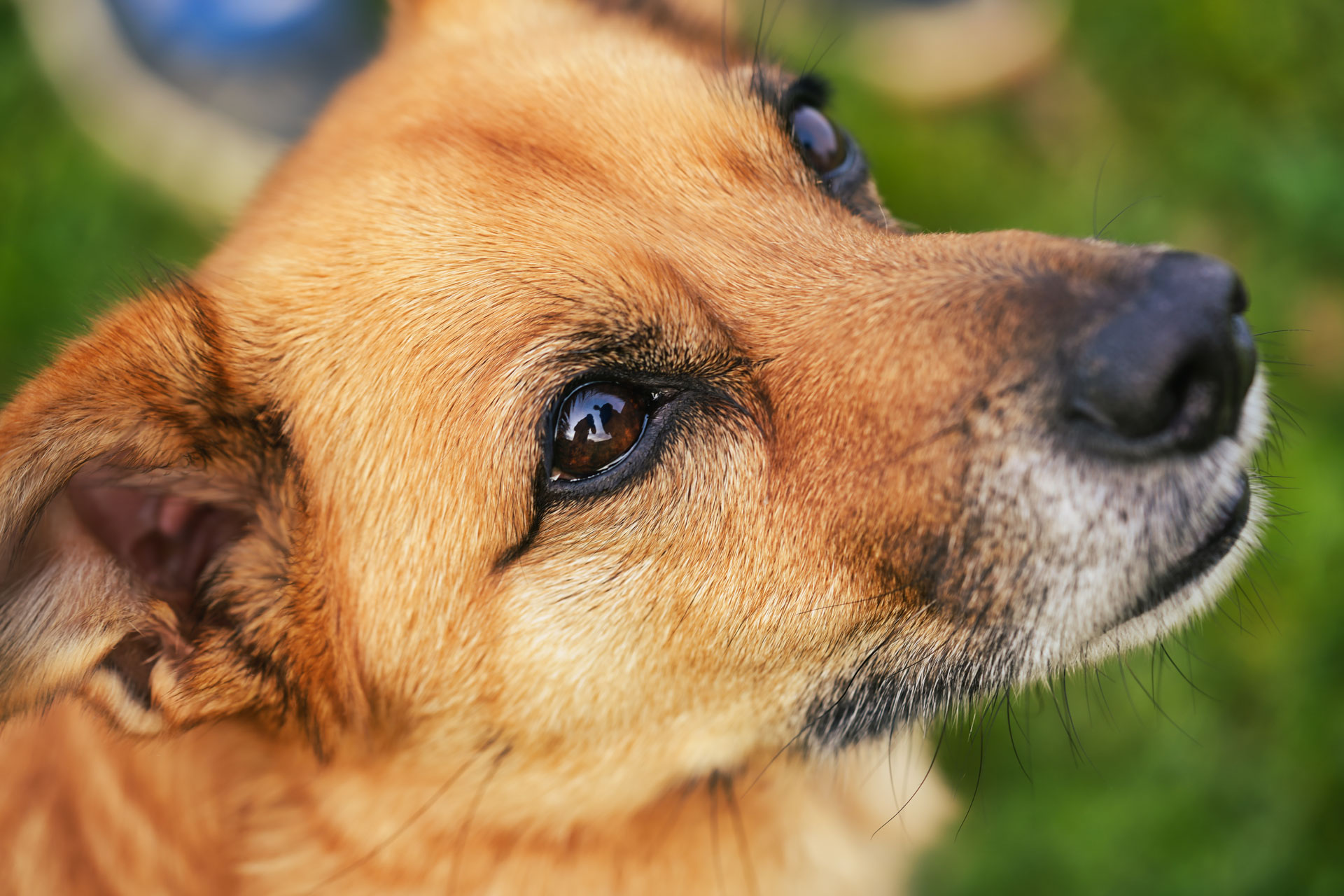 Hundefotografie – Nahaufnahme eines Hundeporträts Nahaufnahme eines braunen Hundes mit aufmerksamem Blick auf grünem Hintergrund