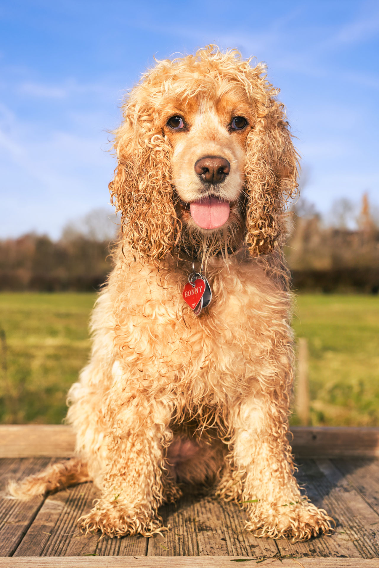Portrait eines hellen Hundes mit lockigem Fell bei einem Outdoor-Fotoshooting auf einer Holzplattform im warmen Sonnenlicht