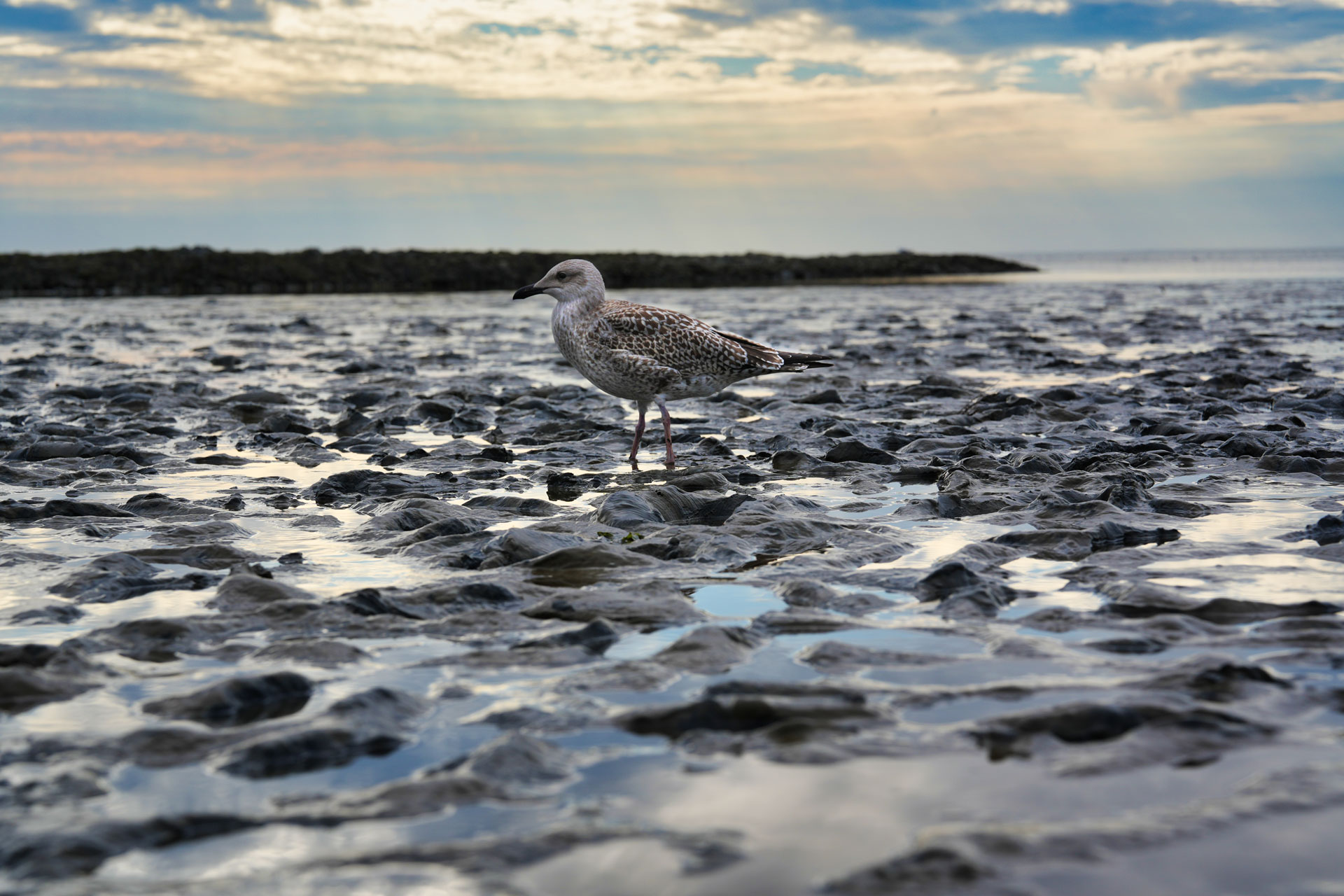 Möwe im Watt am Meer Eine Möwe steht im flachen Watt zwischen Steinen und Wasser unter weitem Himmel am Meer