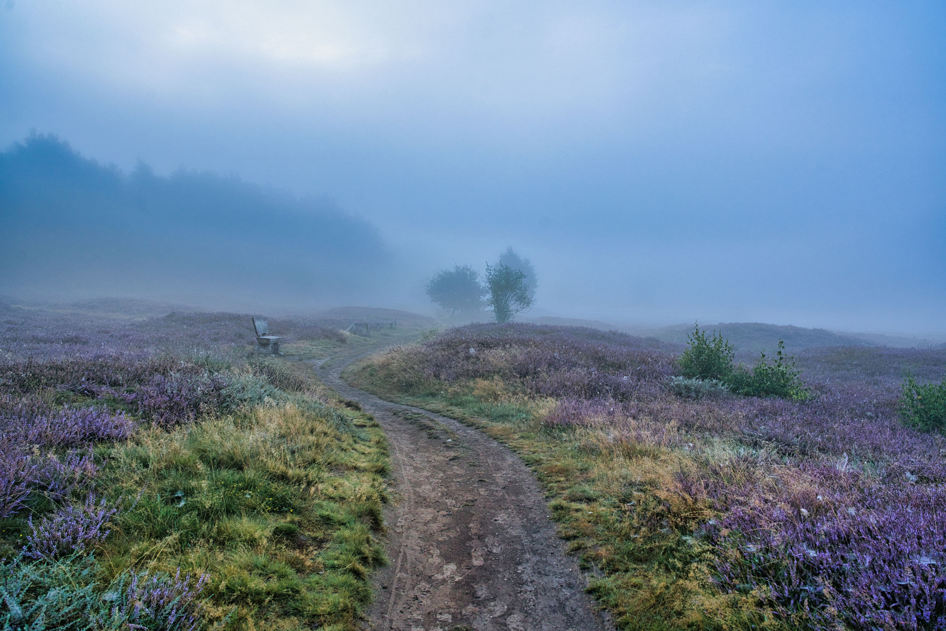 Nebeliger Morgen in der Heidelandschaft Geschwungener Weg durch eine nebelige Heidelandschaft mit lila Heideblüten und Bäumen im Morgenlicht