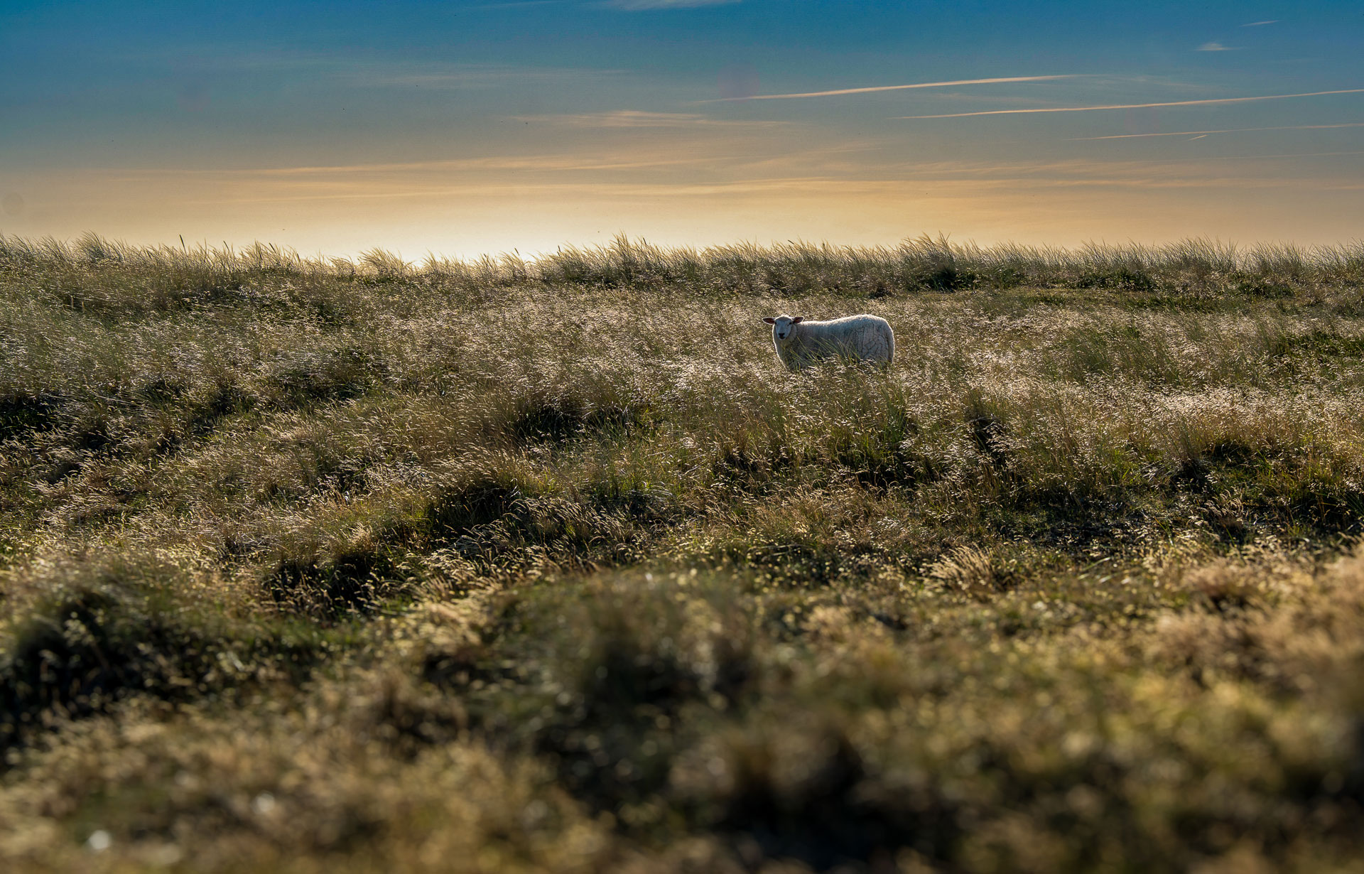 Schaf in weiter Wiesenlandschaft im Abendlicht Ein einzelnes Schaf steht in weiter, goldener Wiesenlandschaft unter warmem Himmel