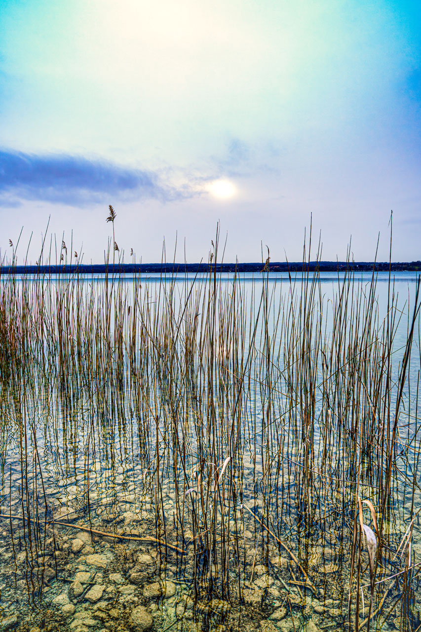 Schilf am stillen See im Morgenlicht Schilfhalme im klaren Wasser eines stillen Sees bei sanftem Morgenlicht