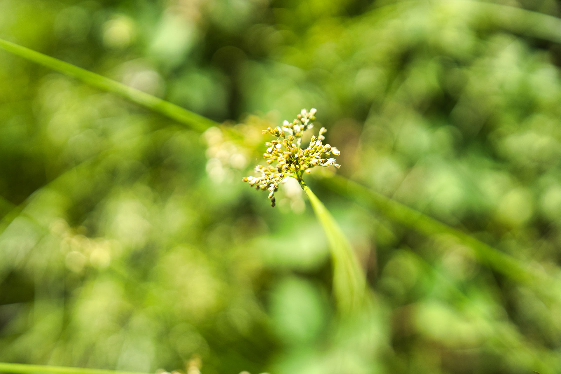 Zarte Wildpflanze im Grün – natürliche Makrofotografie mit weichem Bokeh Nahaufnahme einer zarten Wildpflanze mit kleinen Blüten vor weichem grünem Hintergrund in natürlichem Licht